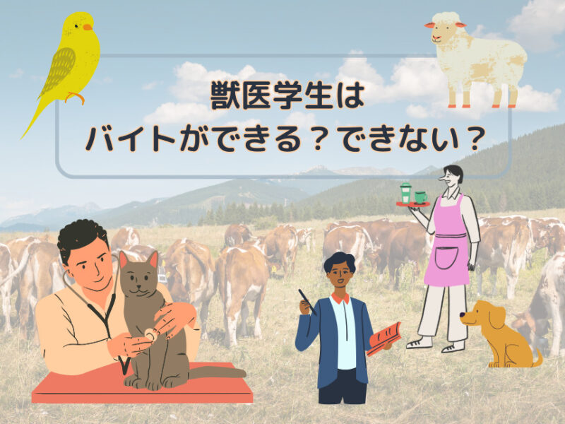 獣医学生はバイトできない？しやすいバイトは？体験談大集合！